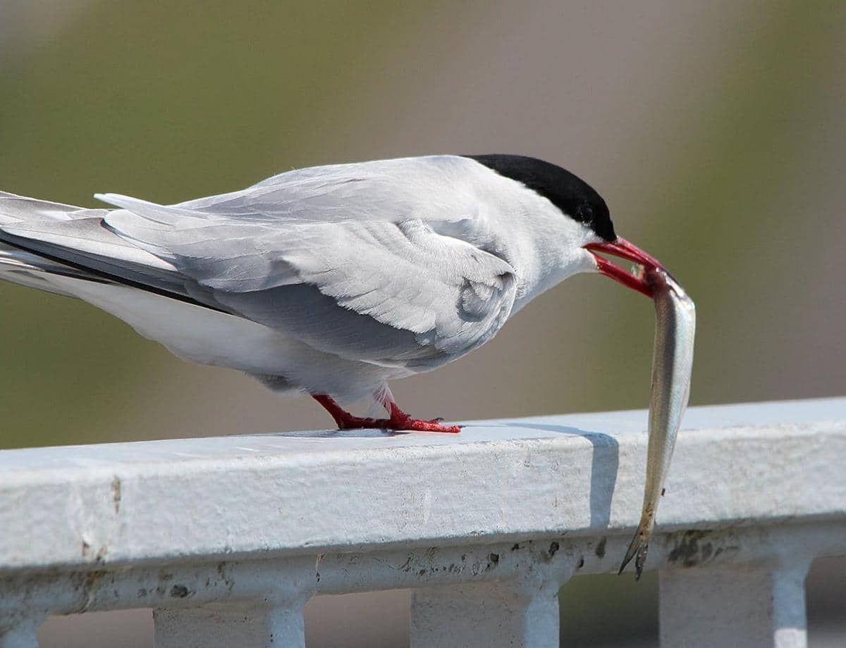 Burung arctic tern berwarna abu-abu dan putih dengan paruh merah sedang memegang ikan di paruhnya di atas pagar logam.