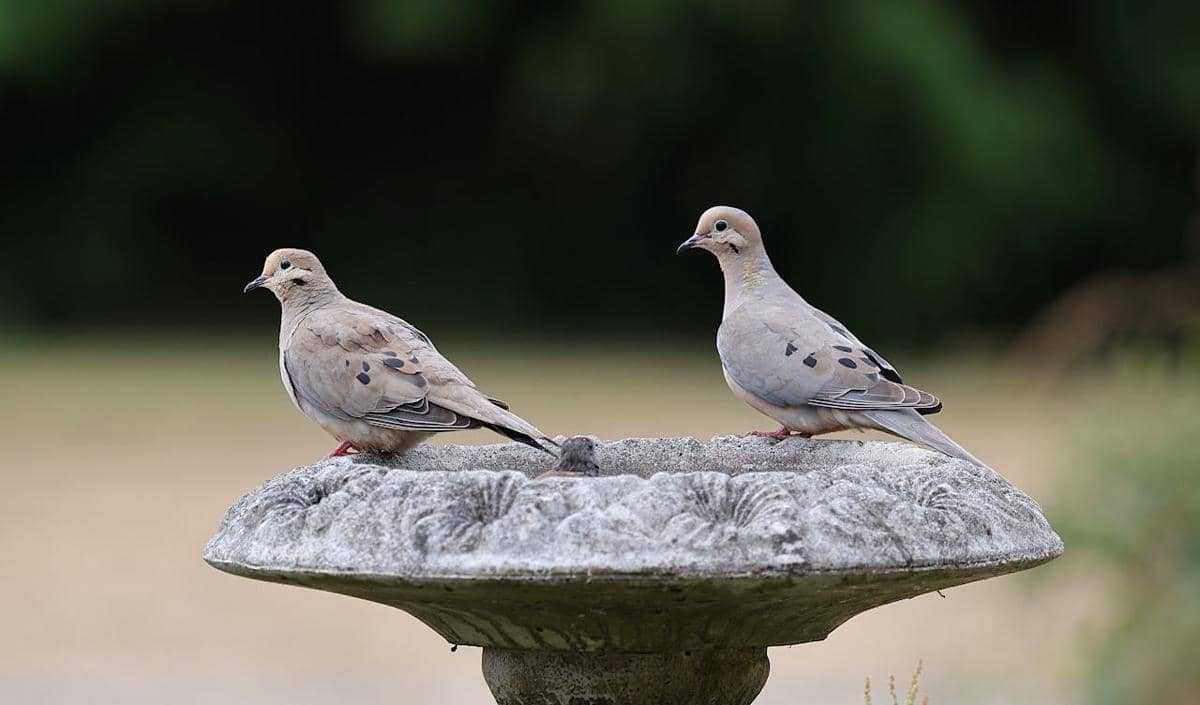 Mourning dove
