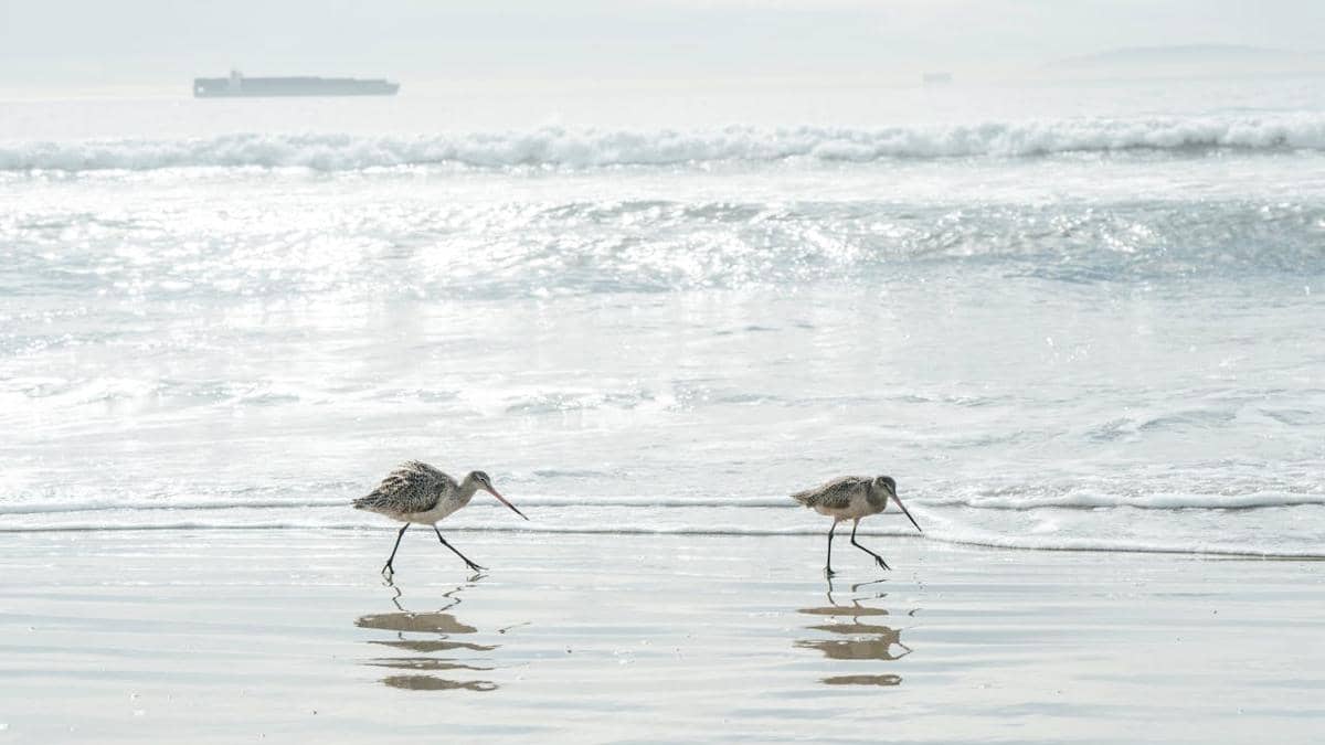 Dua burung Bar-tailed godwit berjalan di tepi pantai dengan latar ombak laut yang tenang dan cahaya matahari lembut.