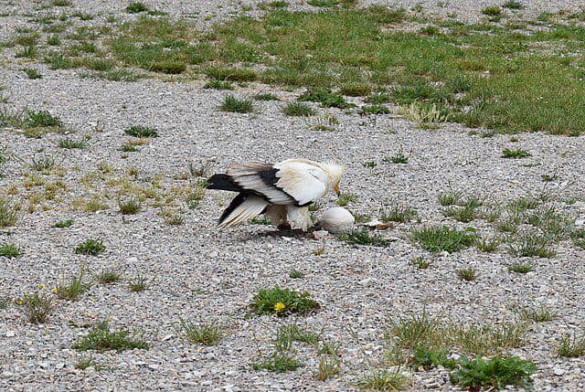 potret burung egyptian vulture