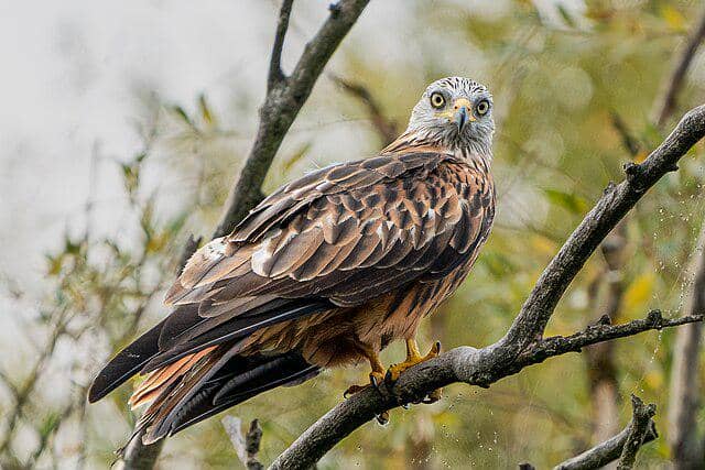 potret burung red kite 