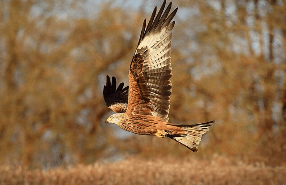 potret burung red kite 