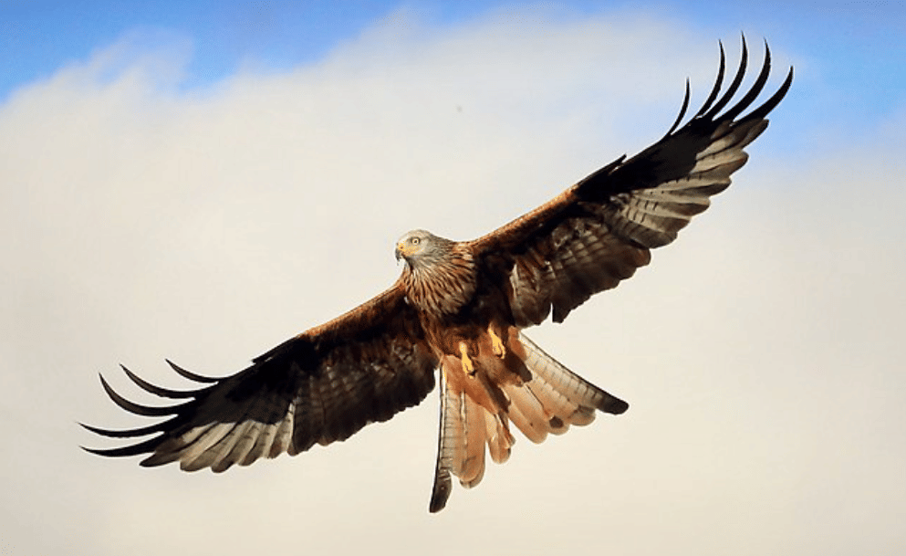 potret burung red kite