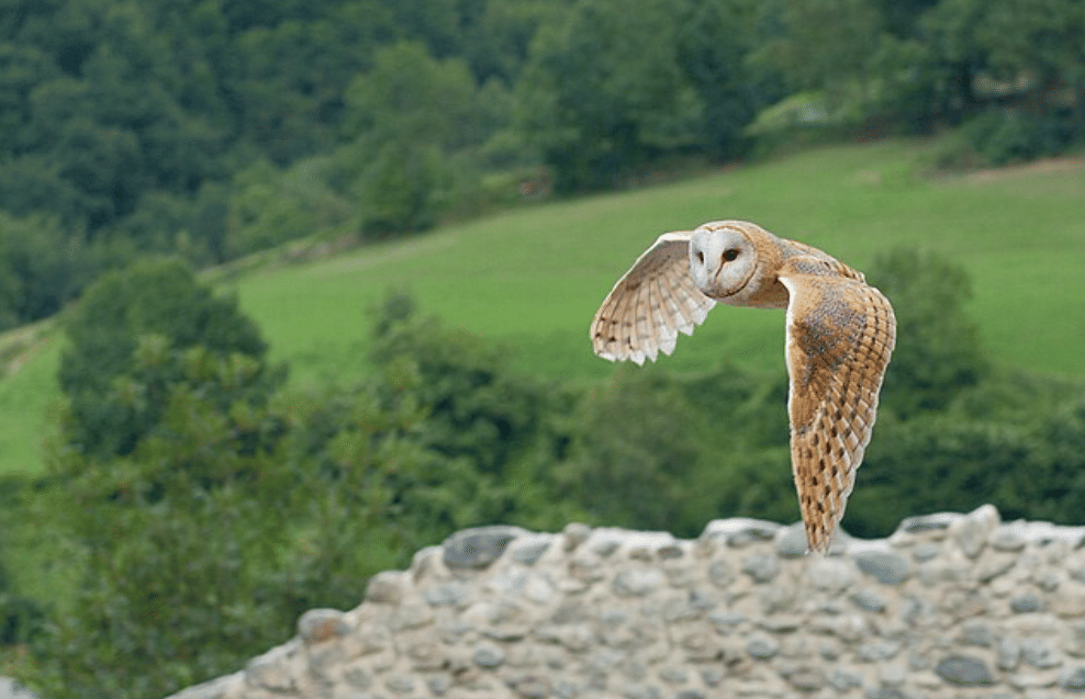potret burung barn owl