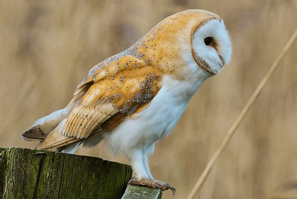 potret burung barn owl