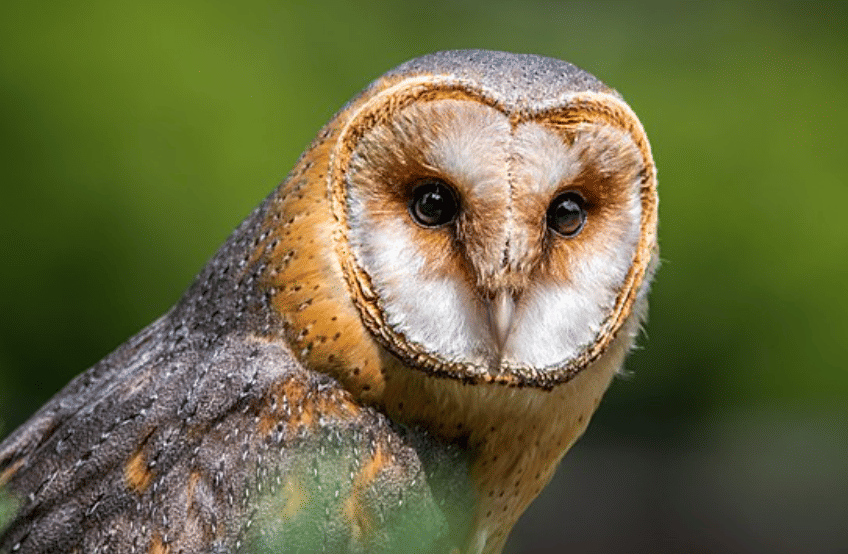 potret burung barn owl