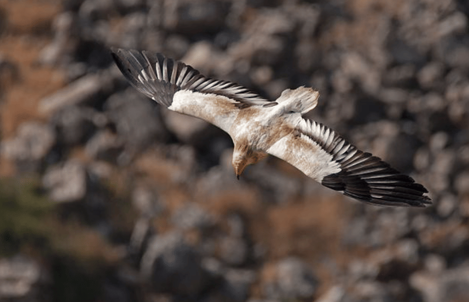 potret burung egyptian vulture 