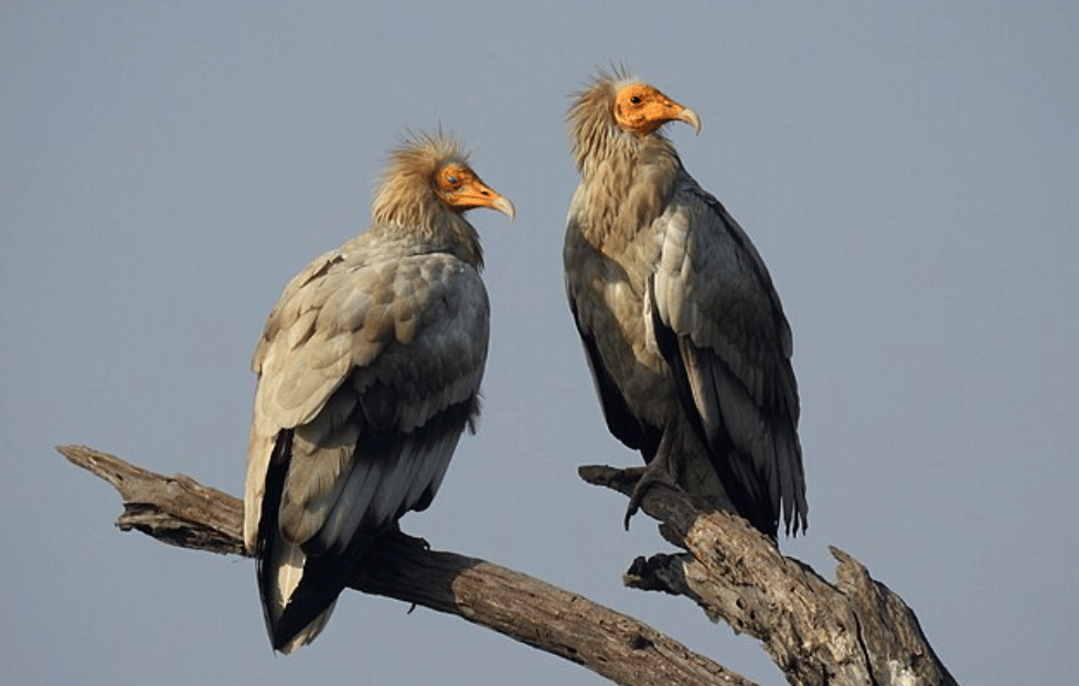 potret burung egyptian vulture