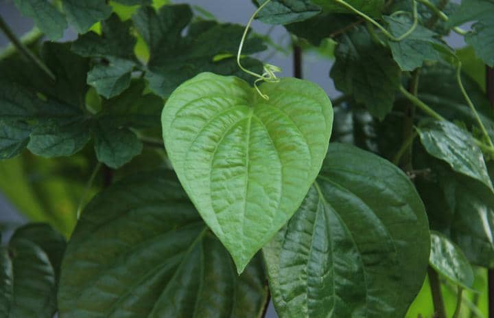 Ilustrasi daun sirih