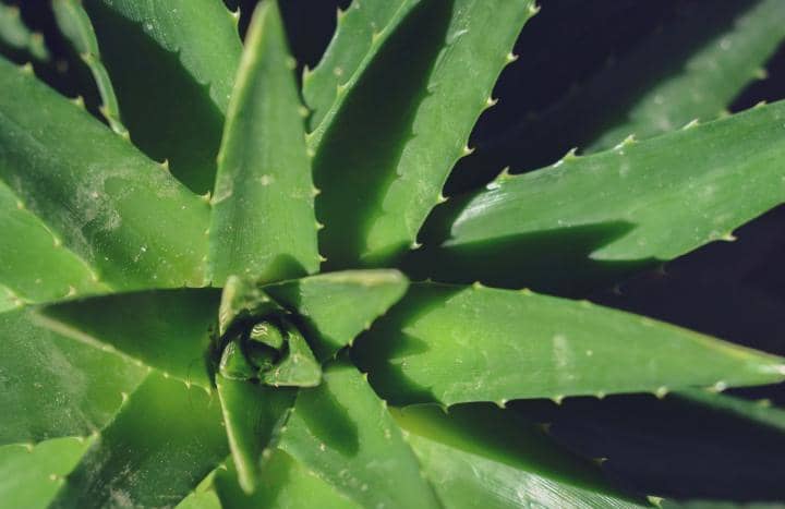 Ilustrasi tanaman lidah buaya