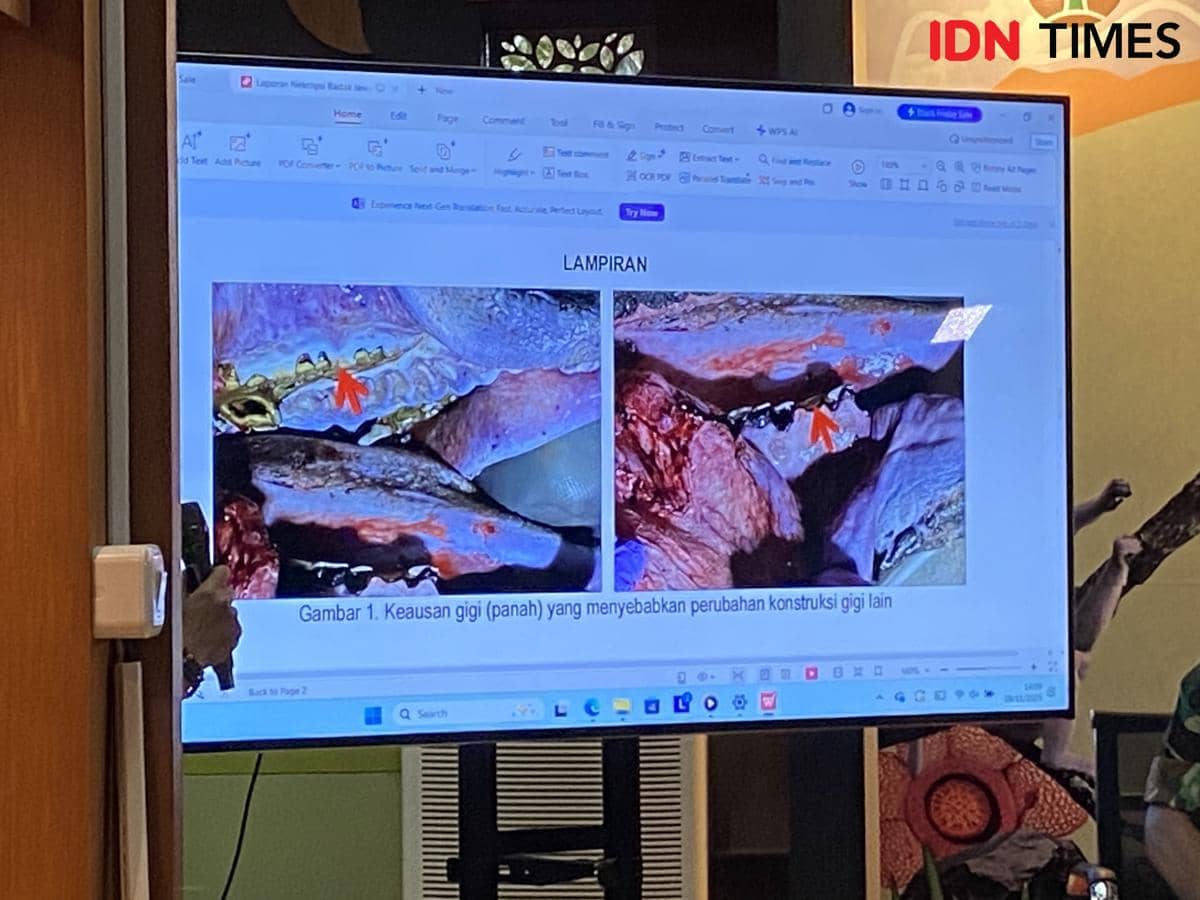 Kondisi gigi Badak Jawa Musthofa yang menusuk ke tulang (IDN Times/Irfan Fathurohman)