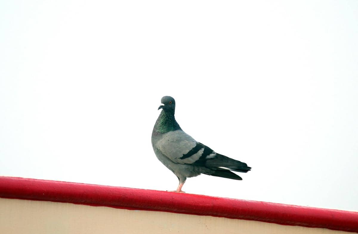 Seekor burung merpati berwarna abu-abu dengan leher kehijauan berdiri di atas tepi bangunan berwarna merah dan putih.