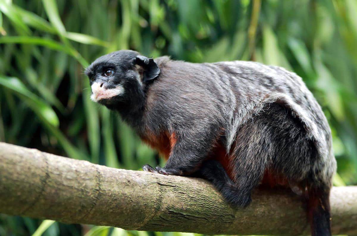 White-lipped Tamarin 