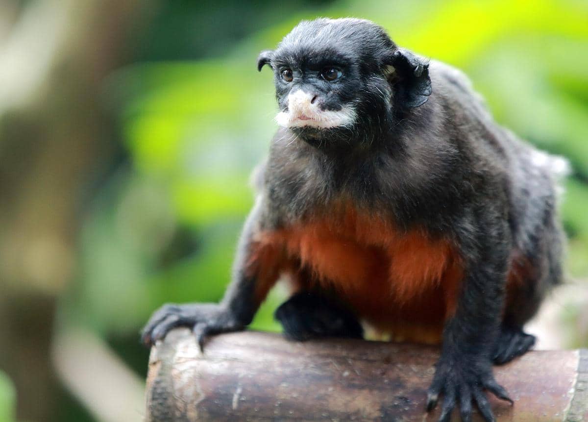 White-lipped Tamarin