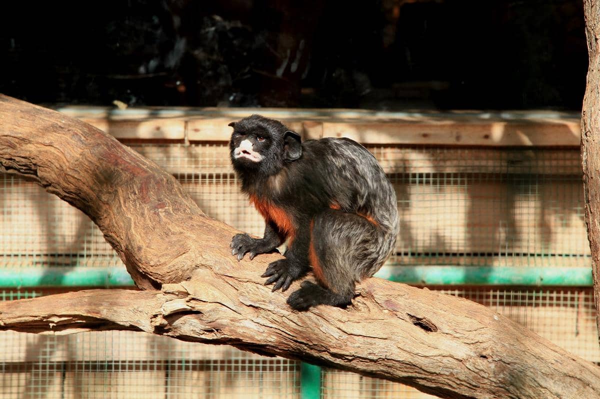 White-lipped Tamarin 