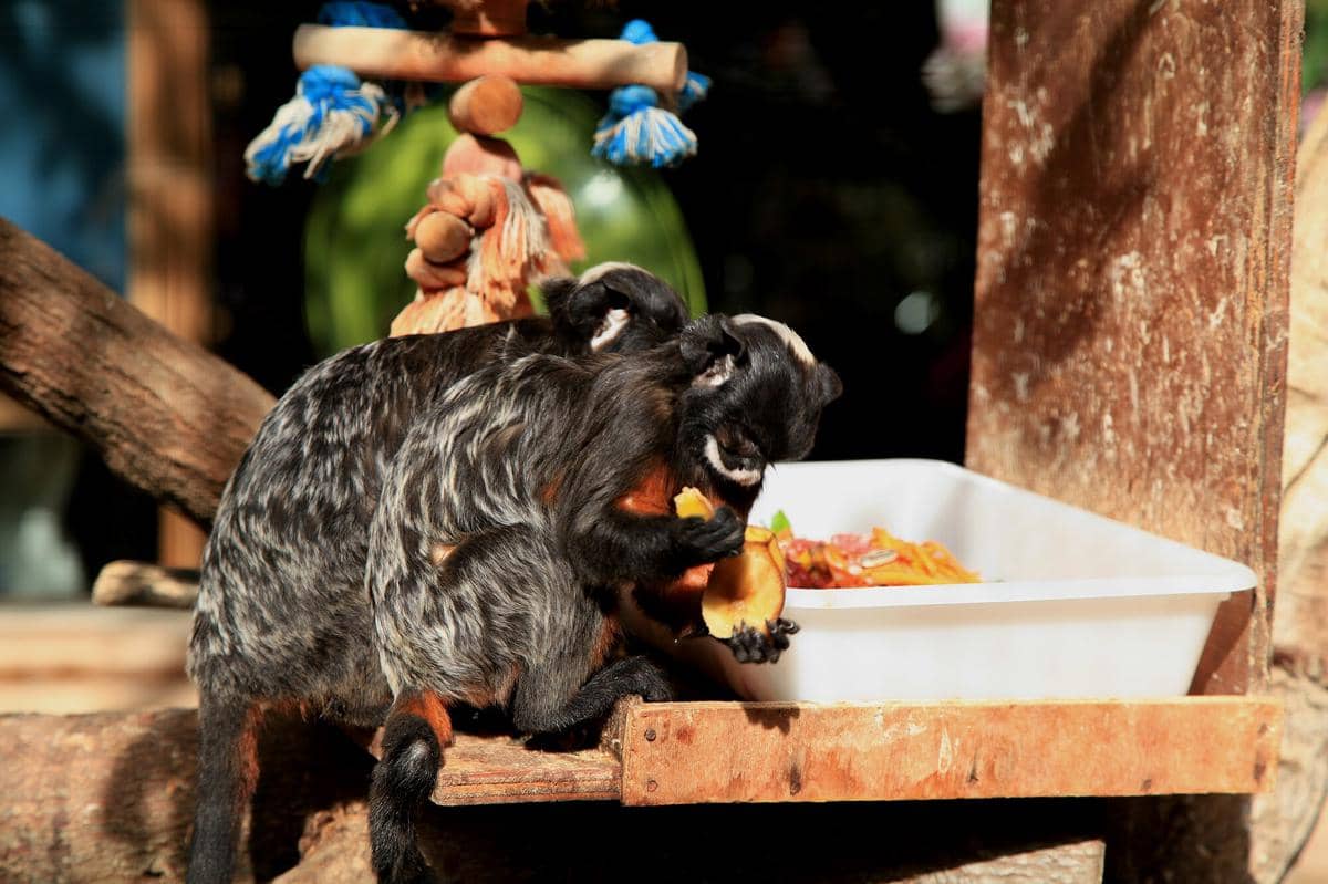 White-lipped Tamarin 