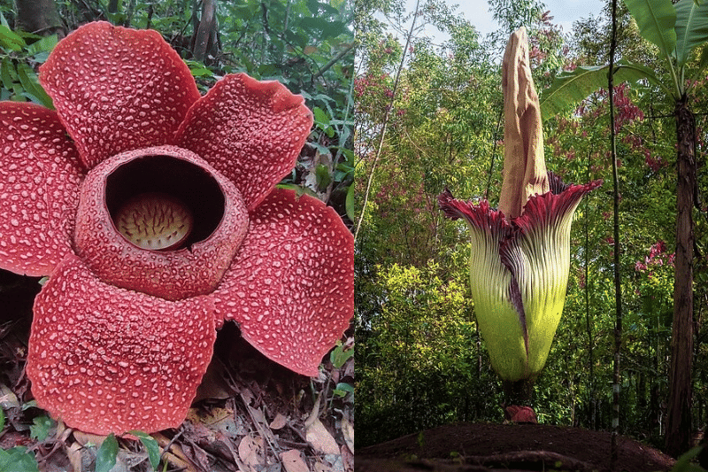 Rafflesia arnoldii dan bunga bangkai raksasa 