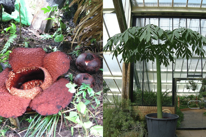 dua kuncup baru di samping Rafflesia arnoldii dan fase vegetatif bunga bangkai raksasa