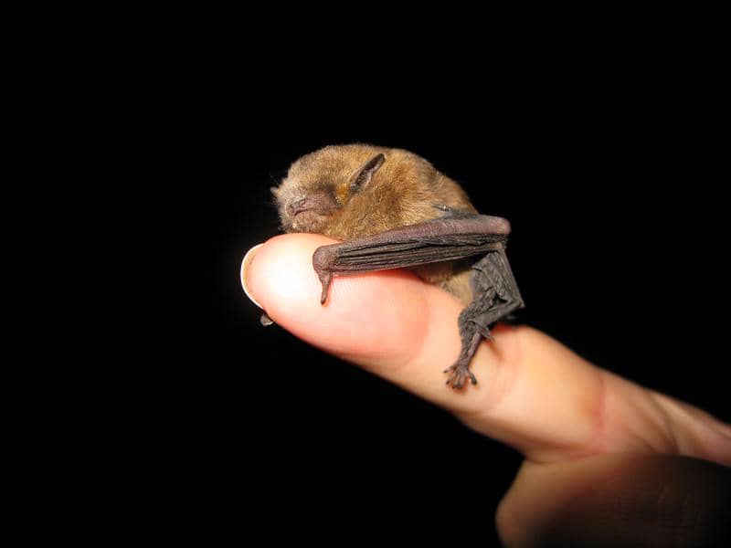 Common pipistrelle 