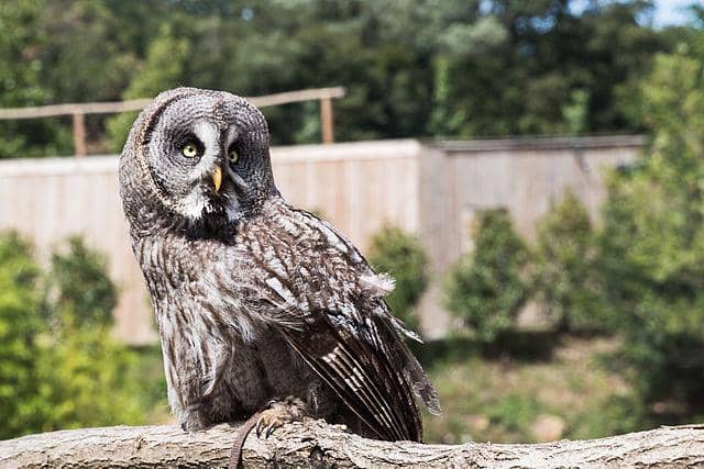 potret burung great grey owl