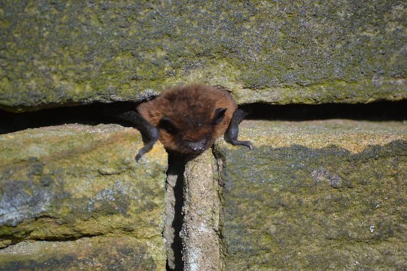 Common pipistrelle 
