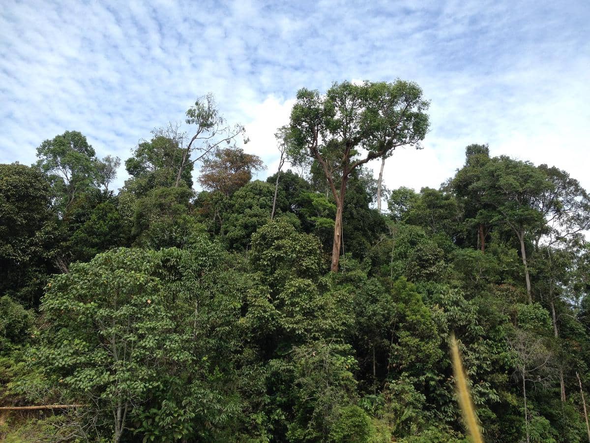 apa benar pohon sawit bisa menyerap karbon dioksida?