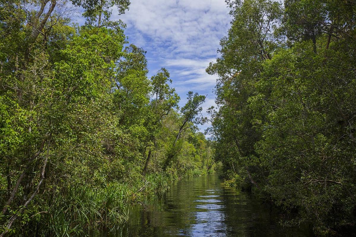 apa benar pohon sawit bisa menyerap karbon dioksida?