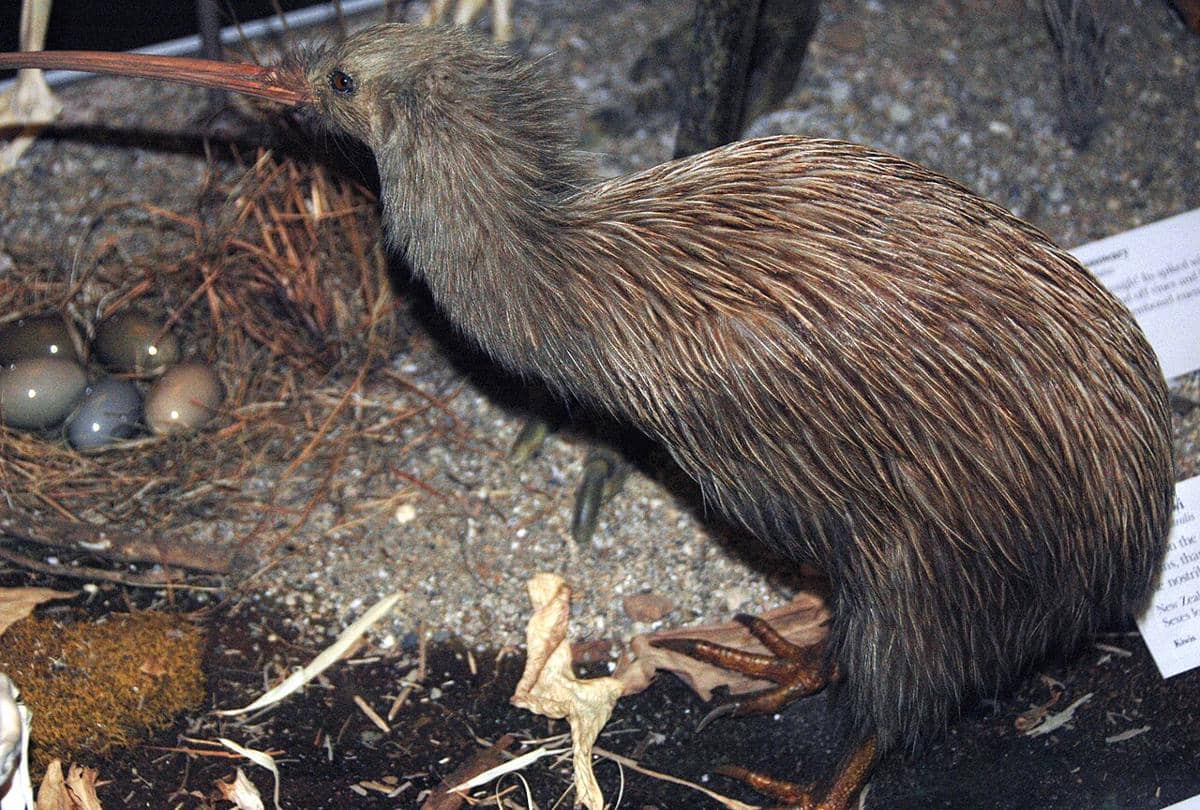 potret burung southern brown kiwi