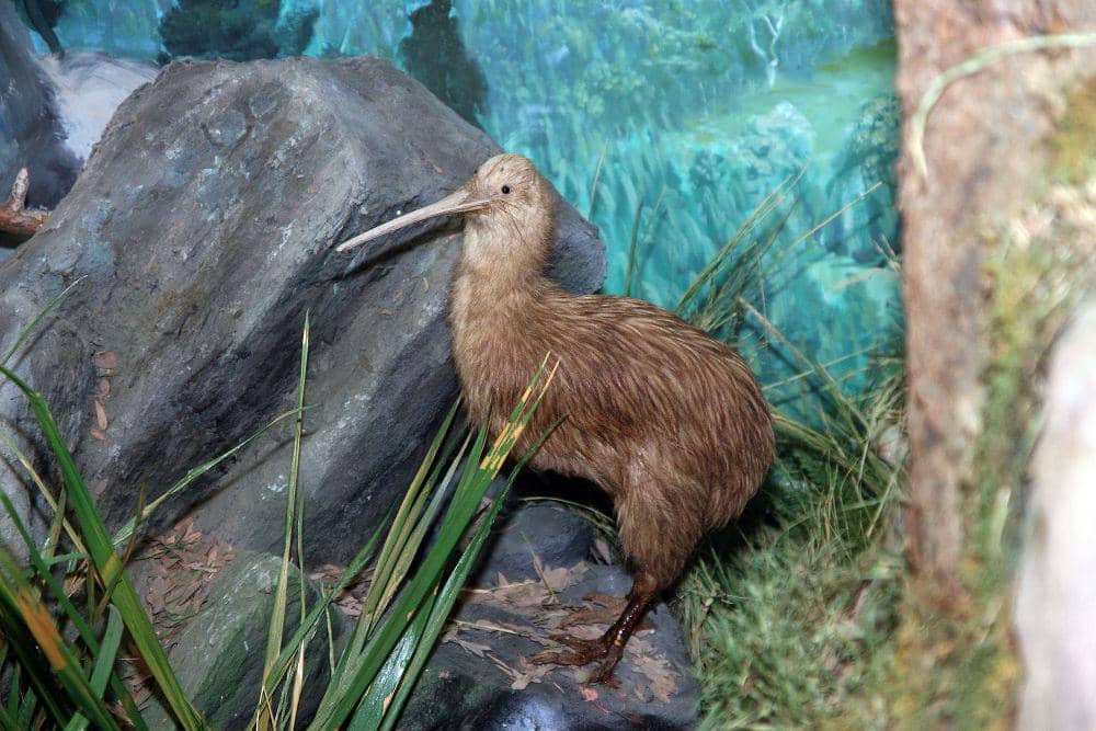 potret burung southern brown kiwi