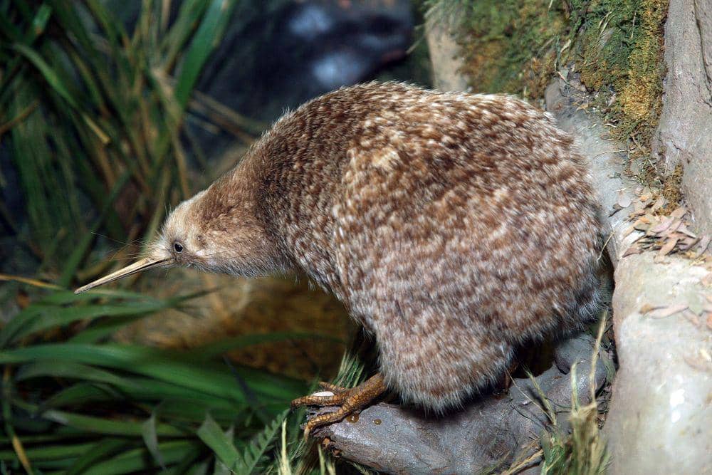 potret burung southern brown kiwi