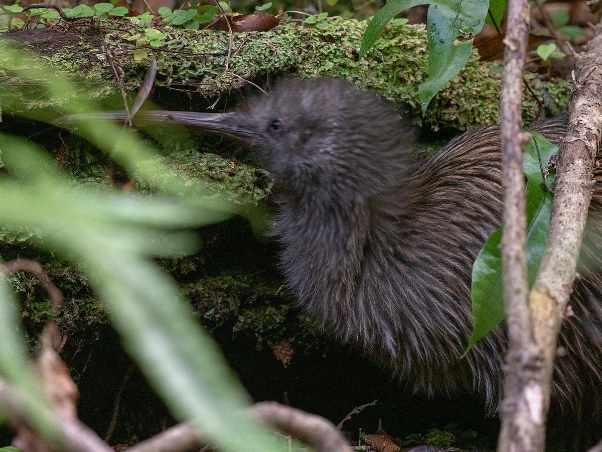 potret burung southern brown kiwi