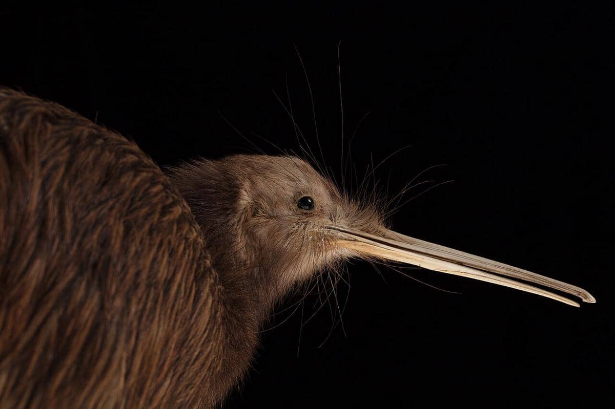 potret burung southern brown kiwi