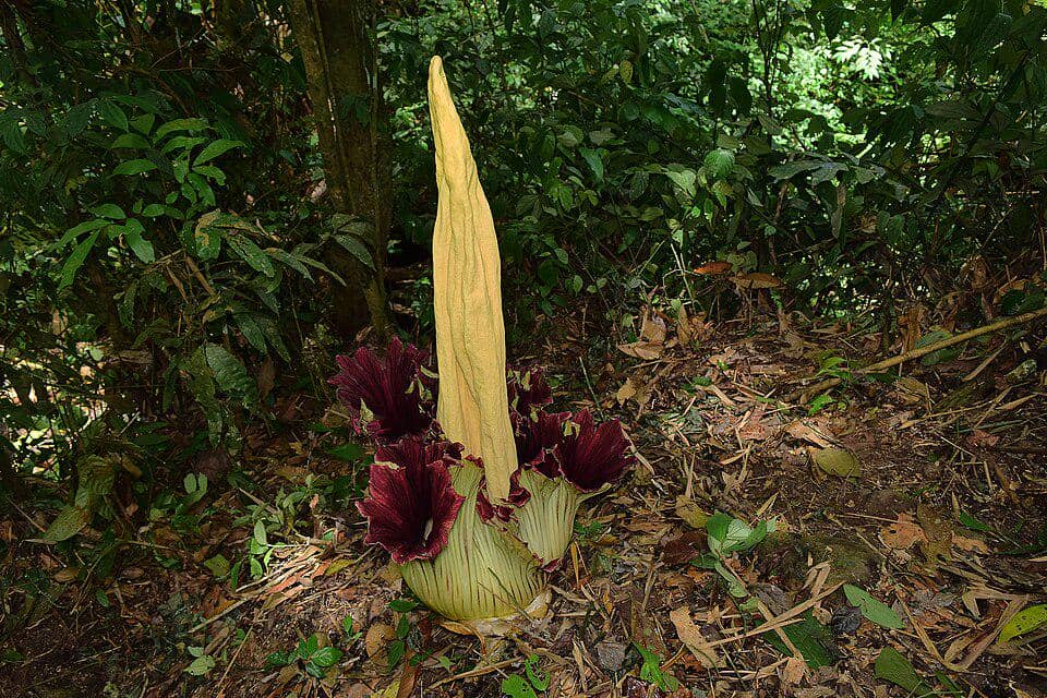 bunga bangkai raksasa di habitat asli 
