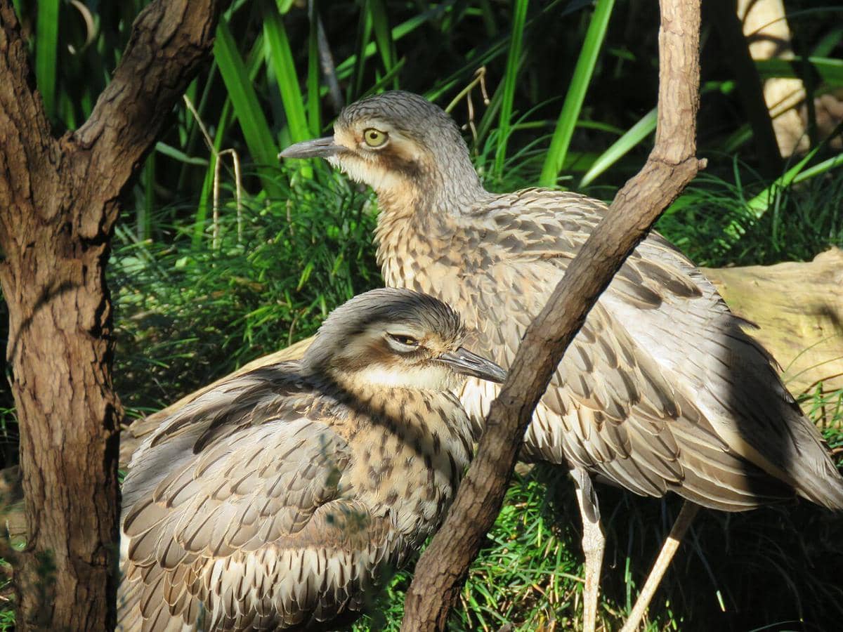 potret bush thick-knee