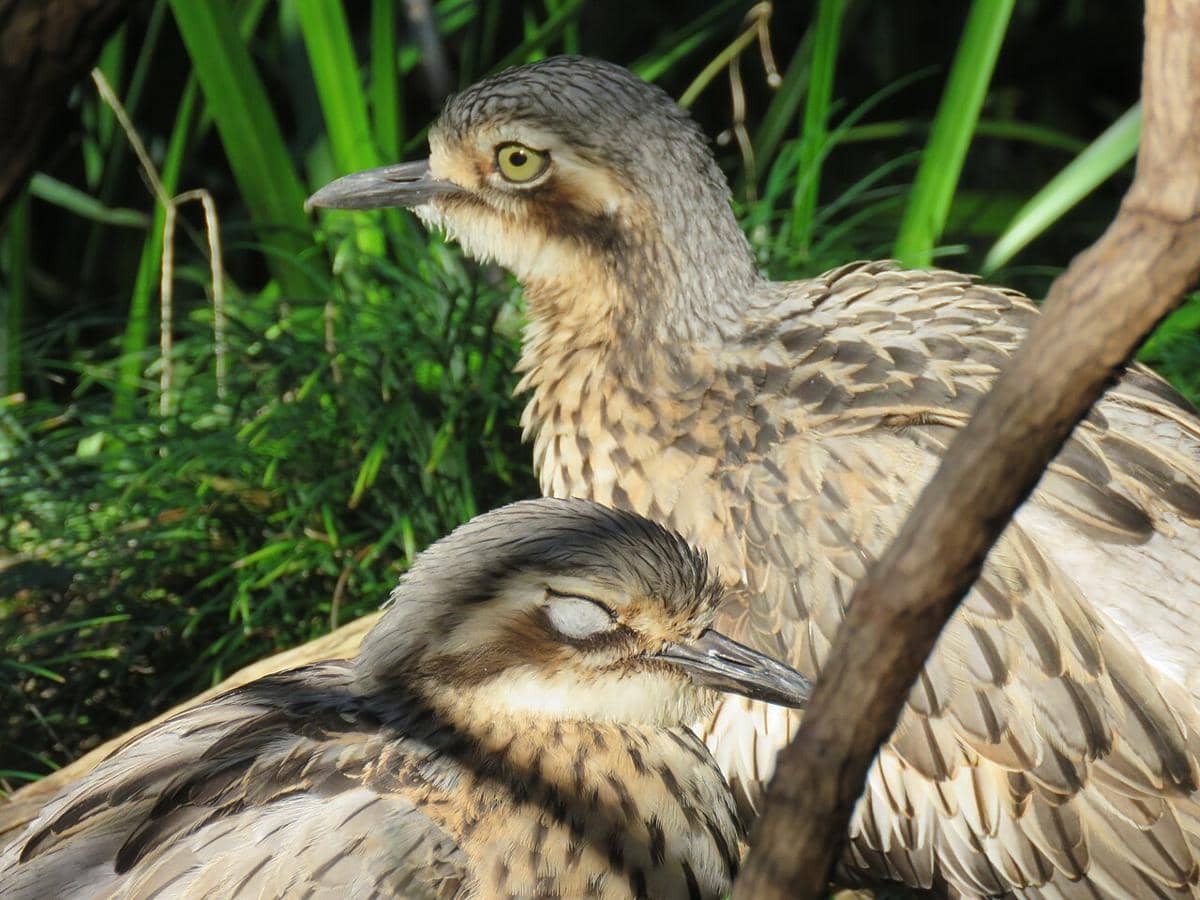 potret bush thick-knee