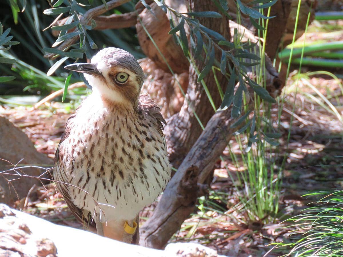 potret bush thick-knee