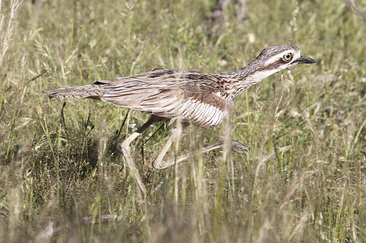 potret bush thick-knee