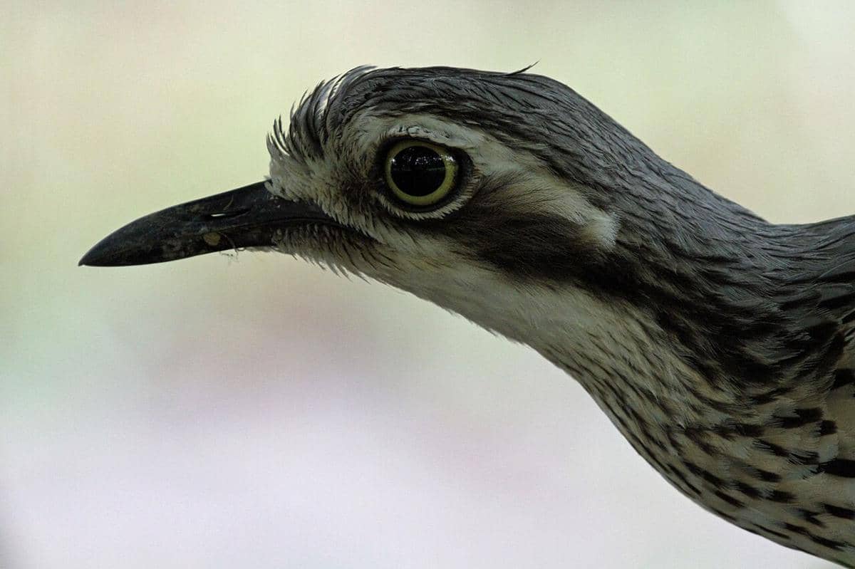 potret bush thick-knee