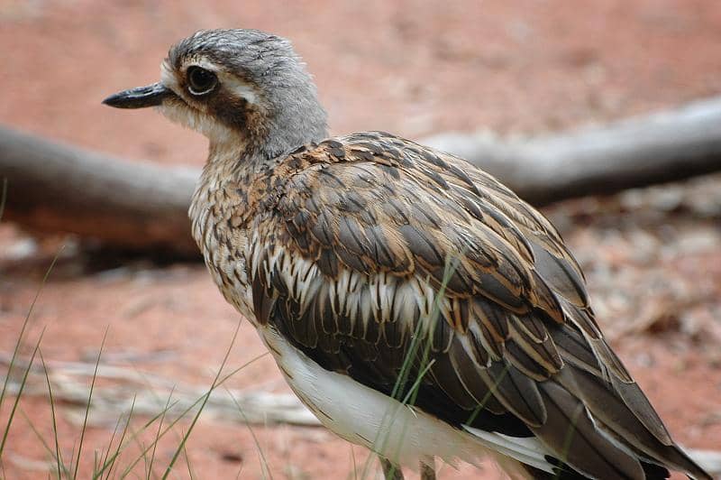 potret bush thick-knee