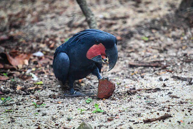 potret burung black palm cockatoo 