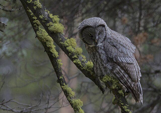 potret burung great grey owl