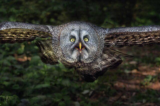 potret burung great grey owl