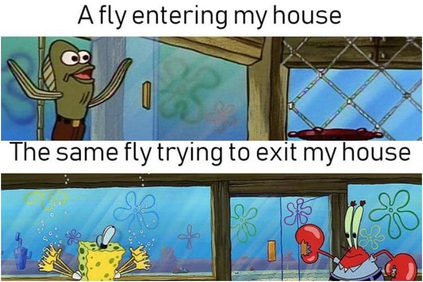 meme SpongeBob tentang lalat