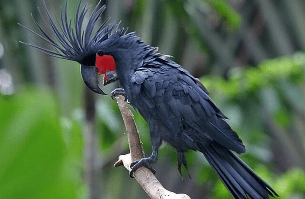 potret burung black palm cockatoo