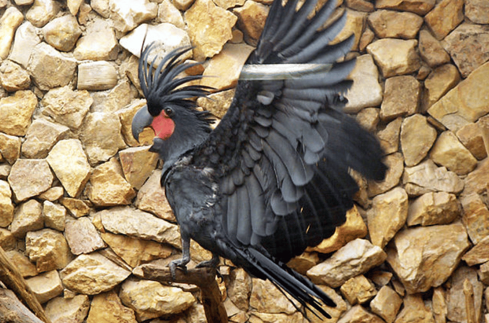 potret burung black palm cockatoo