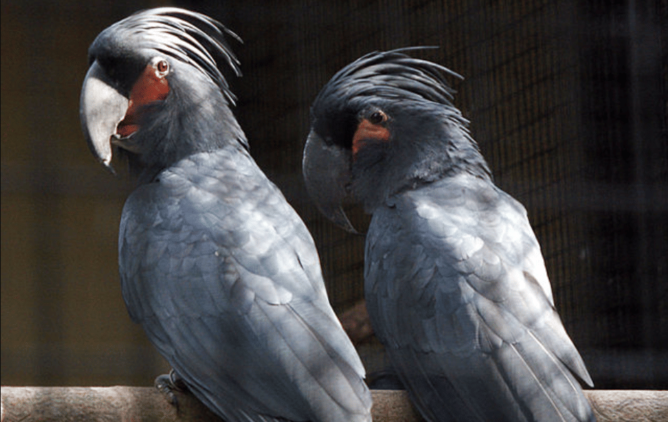 potret burung black palm cockatoo 