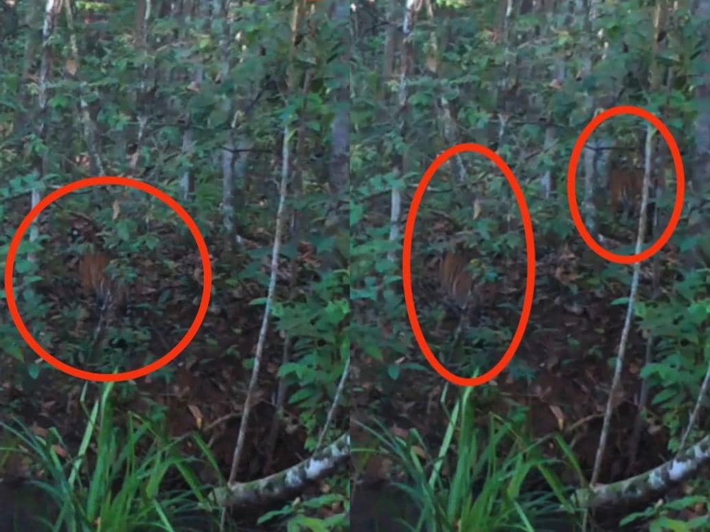 Penampakan anak harimau sumatra tertangkap kamera jebak di hutan TNWK, Lampung Timur.