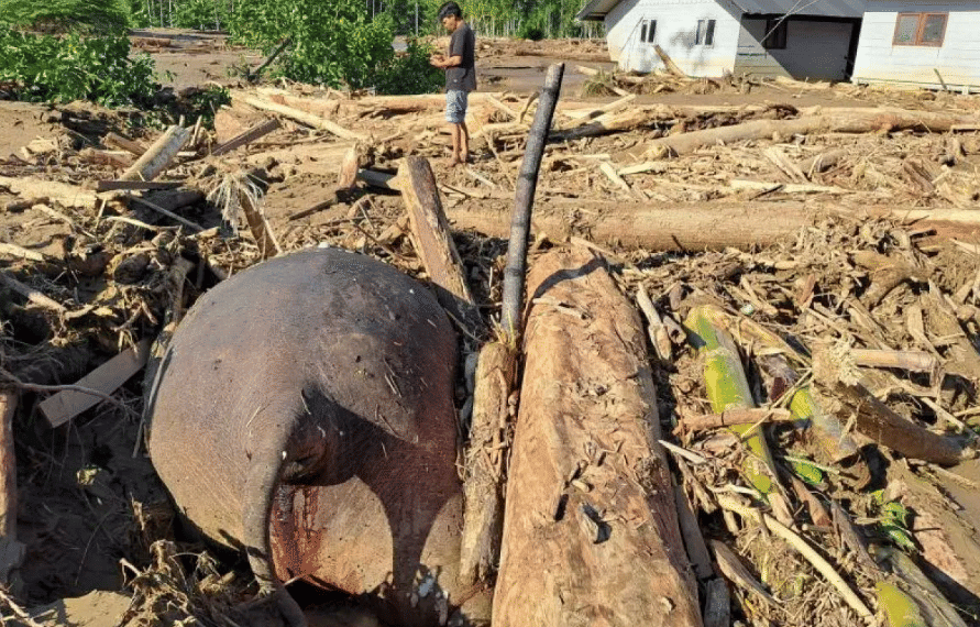 Bangkai gajah Sumatra terbawa arus banjir di Kabupaten Pidie Jaya, Aceh