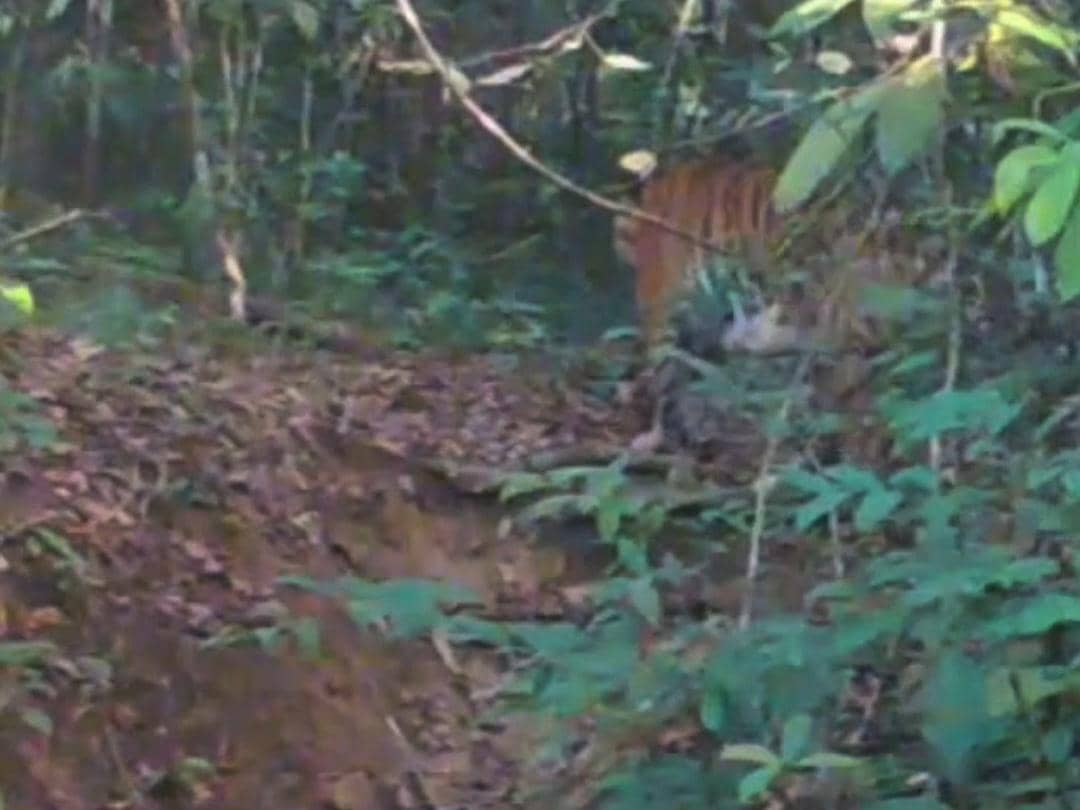 Penampakan anak harimau sumatra tertangkap kamera jebak di hutan TNWK, Lampung Timur.