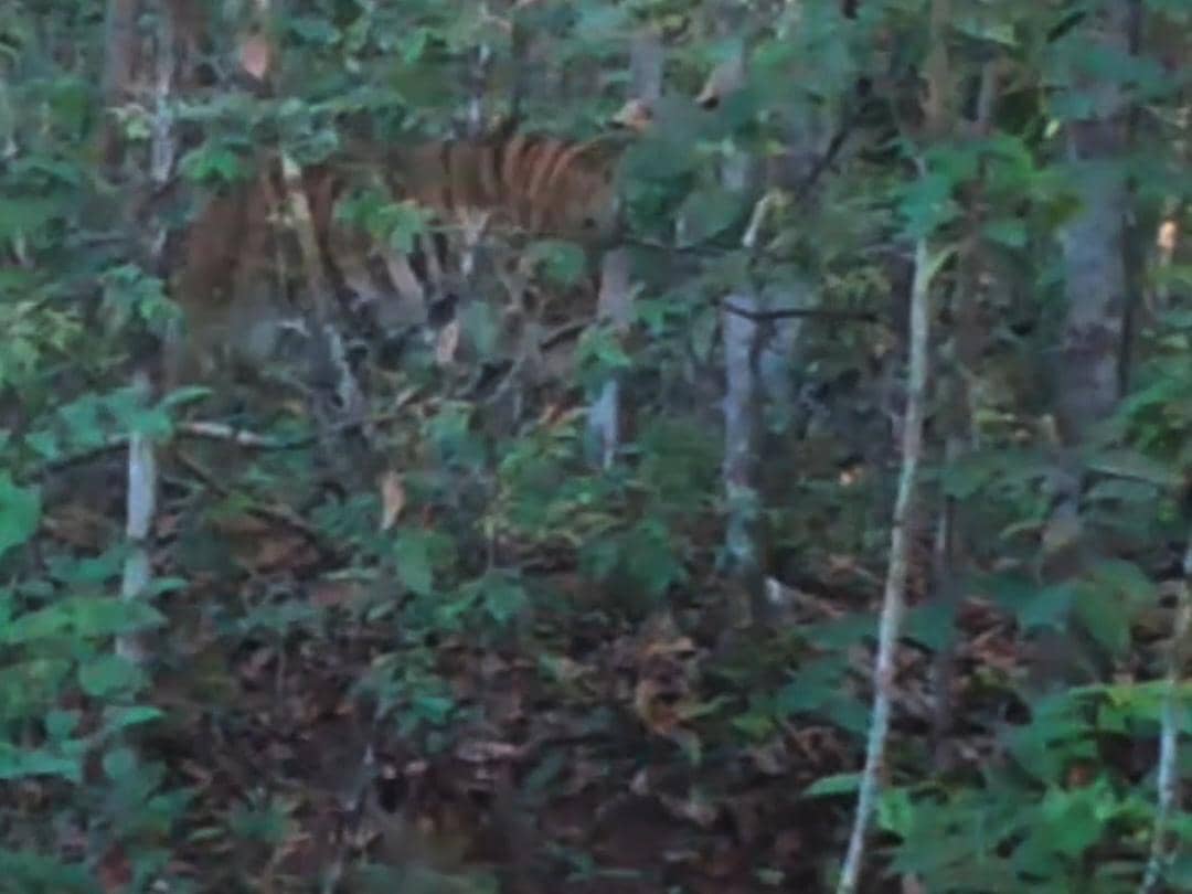 Penampakan anak harimau sumatra tertangkap kamera jebak di hutan TNWK, Lampung Timur.